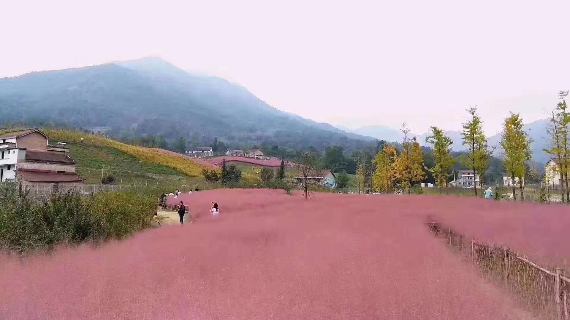 價(jià)格實(shí)惠的粉黛亂子草就在青州山合水花卉